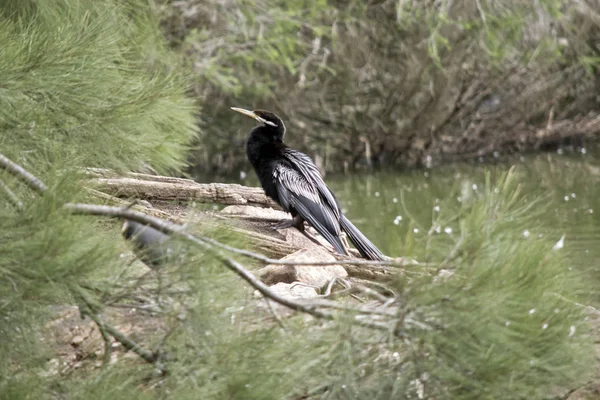 Darter Gran Pájaro Agua Negra Descansando —  Fotos de Stock