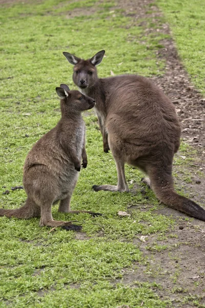 Kangourou Île Kangourou Joey Sont Debout Dans Enclos — Photo