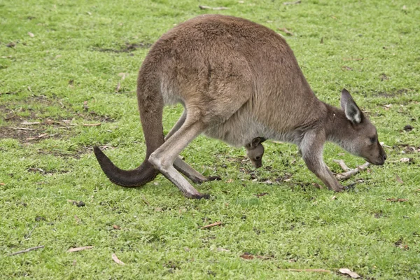 Kangaroo Eiland Kangoeroe Joey Gaan Een Paddock — Stockfoto