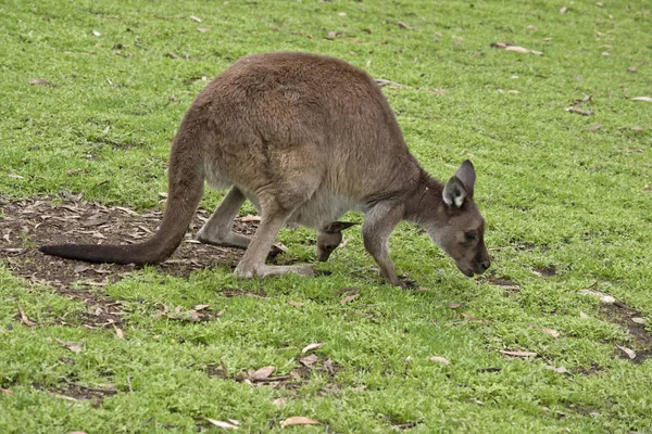 Canguro Isla Canguro Joey Están Pastando Paddock — Foto de Stock