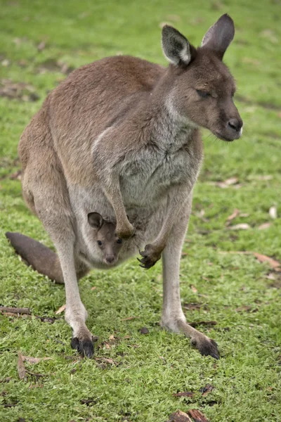 Den Kangaroo Island Känguru Och Joey Står Hage — Stockfoto