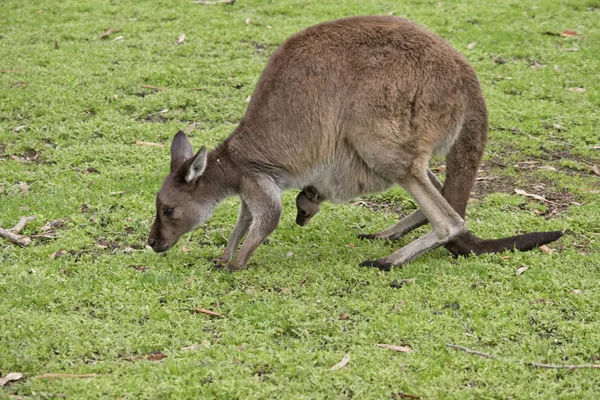 Kangaroo Island Kangaroo Joey Moving Paddock — Stock Photo, Image