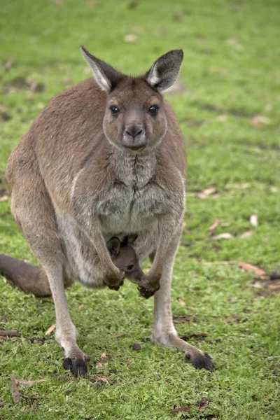 Das Känguru Insel Känguru Und Joey Stehen Einer Koppel — Stockfoto