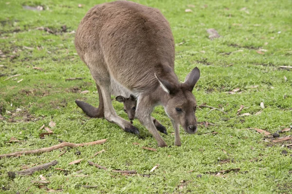 Kanguru Adası kanguru ve joey bir padok hareket ediyor