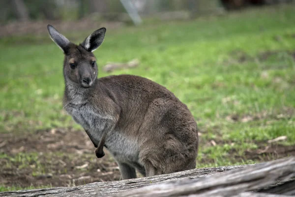 Canguro Gris Occidental Descansa Sobre Hierba — Foto de Stock