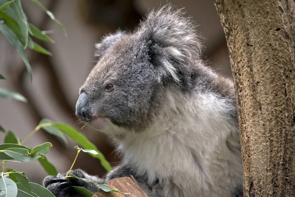 Bir Sakız Yaprak Yiyen Bir Koala Yakın — Stok fotoğraf