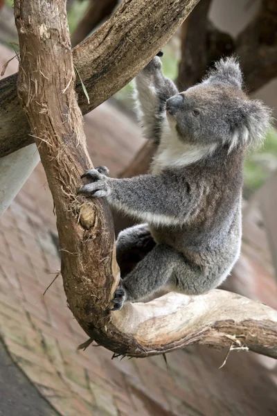 Koala Australien Grimpe Dans Arbre — Photo