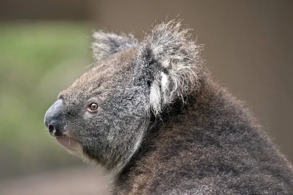 Egy Közeli Kép Egy Koala Ról — Stock Fotó
