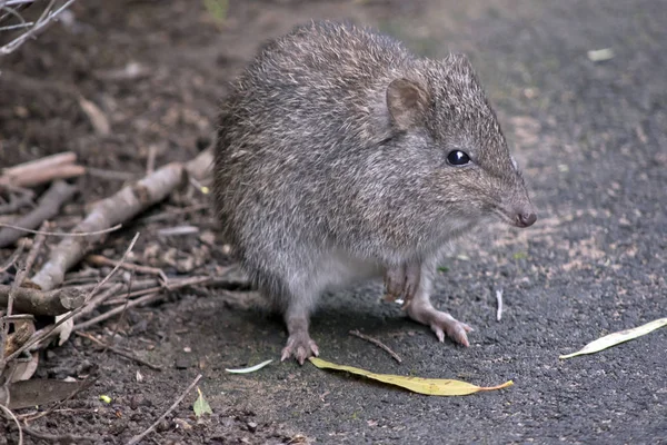 uzun burun potoroo yakın bu