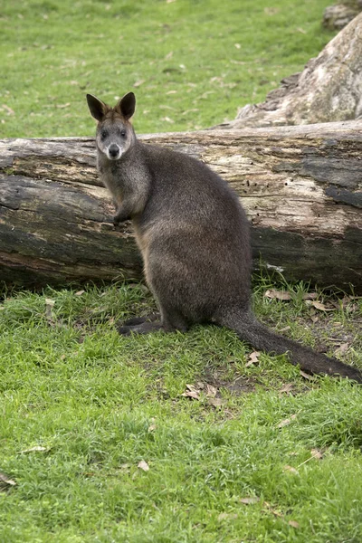 Pantano Wallaby Está Pie Prado Cubierto Hierba — Foto de Stock