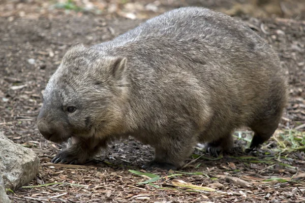 Αυτή Είναι Μια Άποψη Του Από Ένα Τριχωτό Nosed Wombat — Φωτογραφία Αρχείου