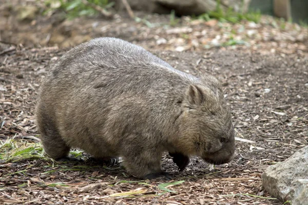 Bu Kıllı burunlu wombat sde görülmektedir