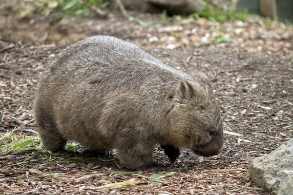 Sde View Hairy Nosed Wombat — Stock Photo, Image