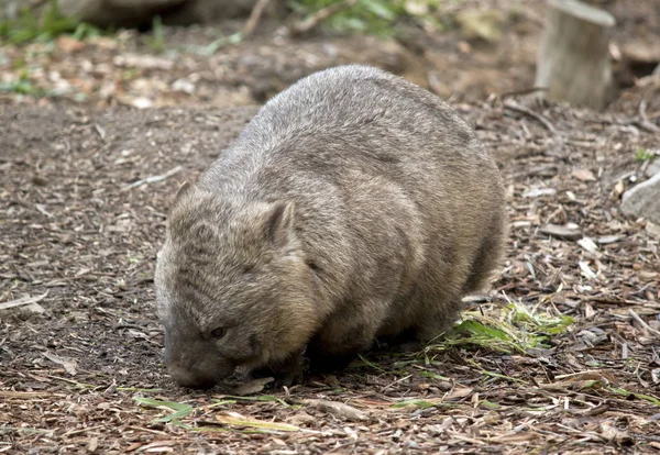 Hairy Nosed Wombat Het Eten Van Bladeren — Stockfoto