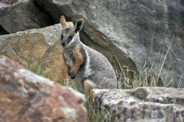 Bu kayanın üzerinde oturan bir sarı ayaklı rock wallaby joey değil