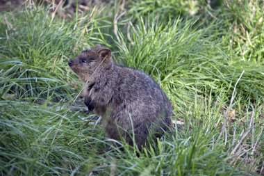 quokka uzun otların içinde saklanıyor