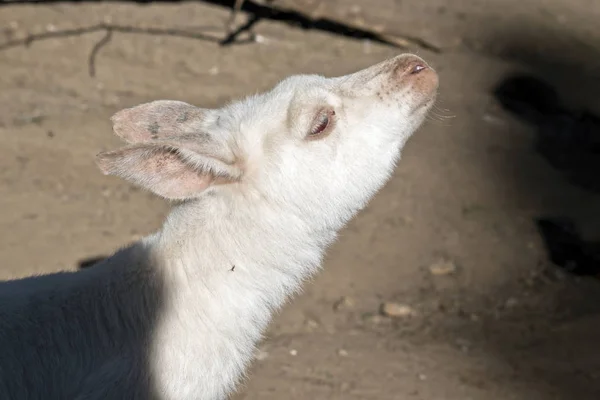 Detta Närbild Albino Känguru — Stockfoto
