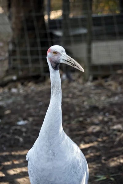 Blízko Brolga — Stock fotografie