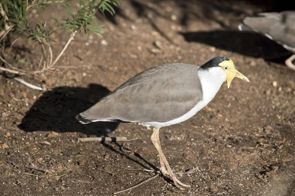 Esta Una Vista Lateral Lapwing Enmascarado —  Fotos de Stock