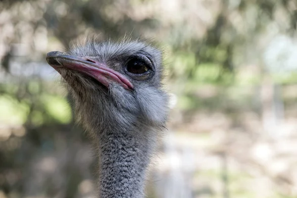 Close Ostrich — Stock Photo, Image