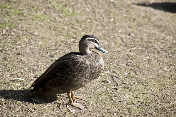 Pohled Sde Pacific Black Duck — Stock fotografie