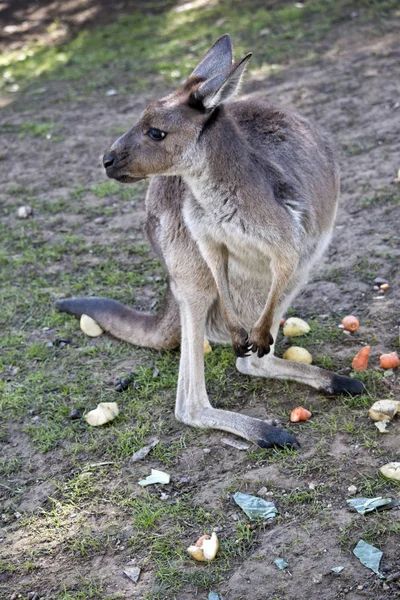 Canguro Rojo Está Comiendo Verduras Del Suelo — Foto de Stock