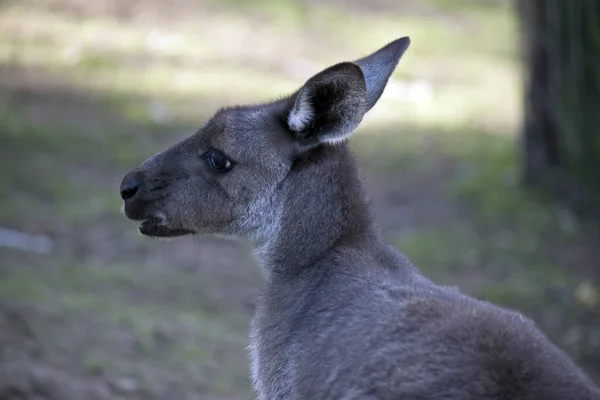 Questo Primo Piano Canguro Grigio Occidentale — Foto Stock