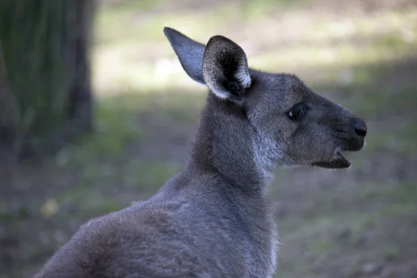 Blízko Západního Šedá Kangaroo — Stock fotografie