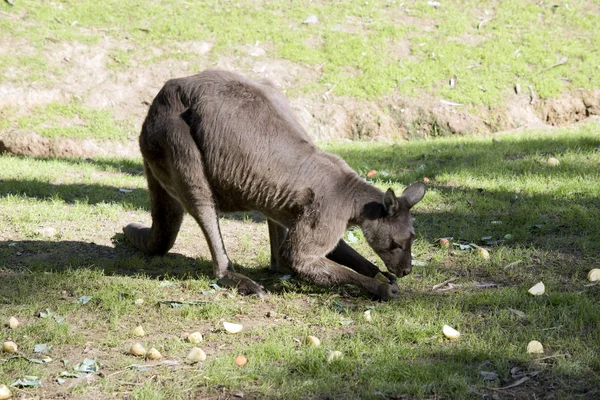 西の灰色のカンガルーが野菜を食べています 彼の足でそれらを拾います — ストック写真