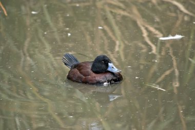 Mavi fatura ördek bir gölde yüzüyor