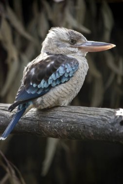 mavi kanatlı ahmak bir çit üzerinde tünemiş