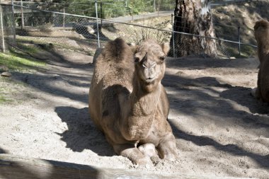 deve kum yığını üzerinde oturuyor