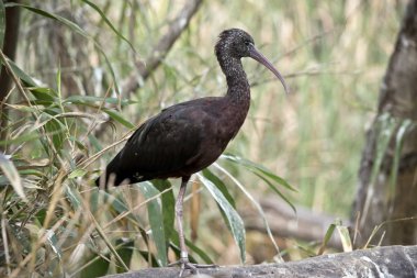 Bu bir bacak üzerinde parlak Ibis duran sde görülmektedir