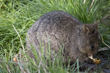 quokka meyve yemek uzun otların içinde saklanıyor