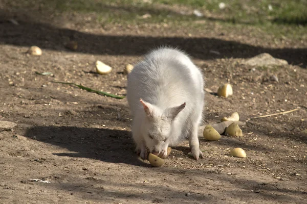 Aliono Wallaby Encontrado Una Papa Para Comer —  Fotos de Stock