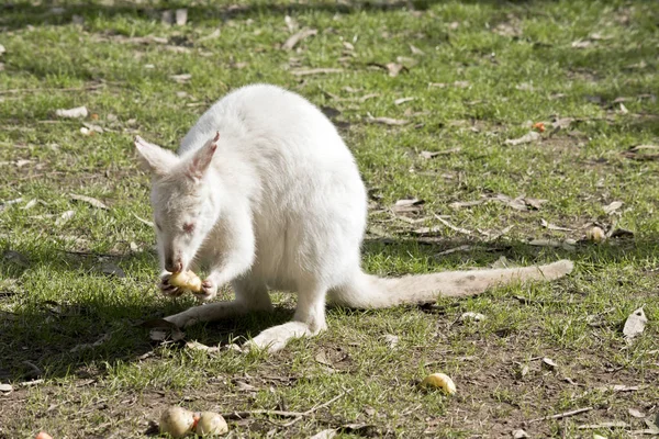 Albino Wallaby Está Comendo Uma Batata — Fotografia de Stock
