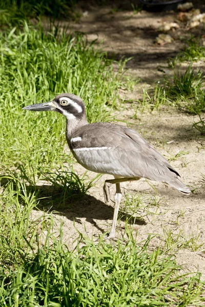 Side View Beach Stone Curlew — Stock Photo, Image