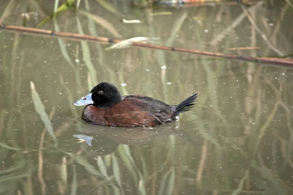 Mavi fatura ördek bir gölde yüzüyor
