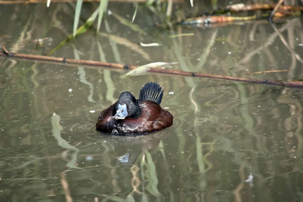 青い請求アヒルは池で泳いでください — ストック写真