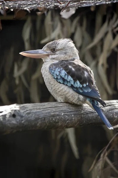 mavi kanatlı ahmak bir çit üzerinde tünemiş