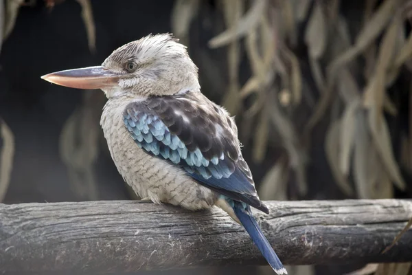 mavi kanatlı ahmak bir çit üzerinde tünemiş