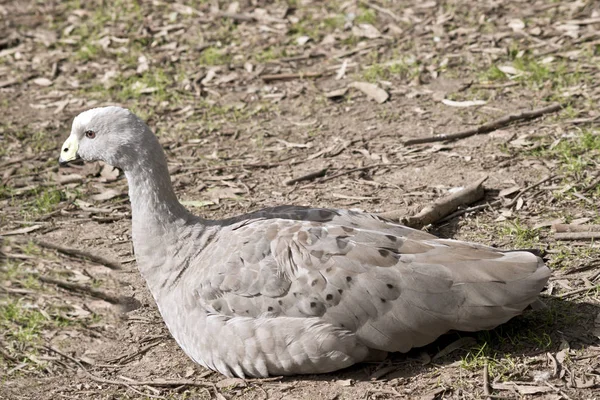 Sde View Cape Barren Goose Resting — Stock Photo, Image