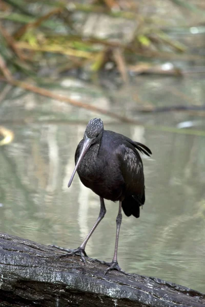 Der Glänzende Ibis Steht Auf Einem Baumstamm — Stockfoto