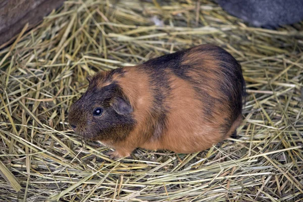 Guinea Pig Walking Bed Straw — Stock Photo, Image