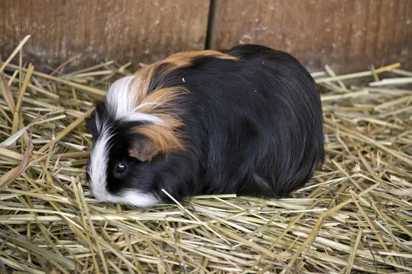 Guinea Pig Walking Bed Straw — Stock Photo, Image