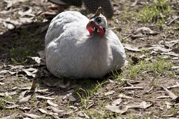 Das Behelmte Perlhuhn Ruht Kurzen Gras — Stockfoto