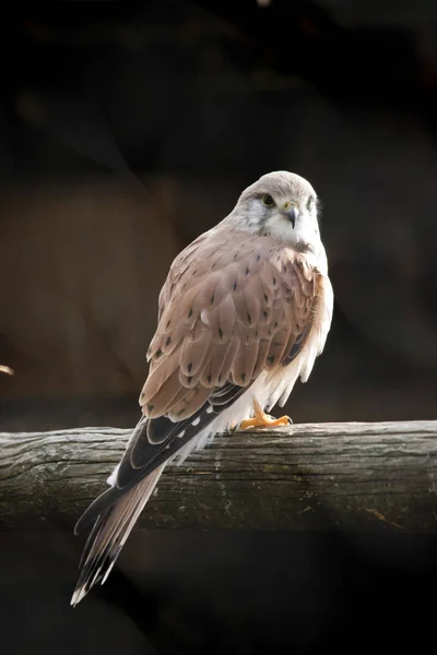 Nankeen Australian Kestrel Standing Perch — Stock Photo, Image