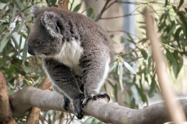 Avustralya koala bir ağaç dalına yürüyor