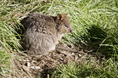 quokka uzun otların içinde saklanıyor