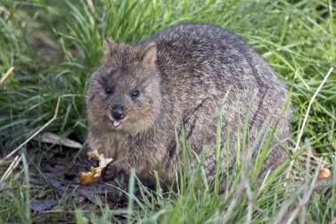 quokka meyve yemek uzun otların içinde saklanıyor